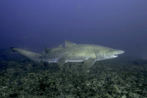 Sand tiger shark (Carcharias taurus) over the reef. Aliwal Shoal Dive Site, Umkomaas, KwaZulu