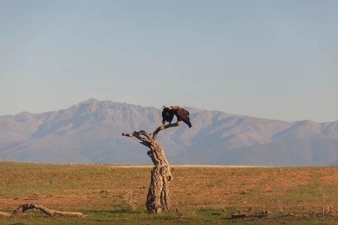 Pair of Iberian Eagles, Spanish Imperial Eagle (Aquila adalberti), Extremadura, Castilla La Mancha,