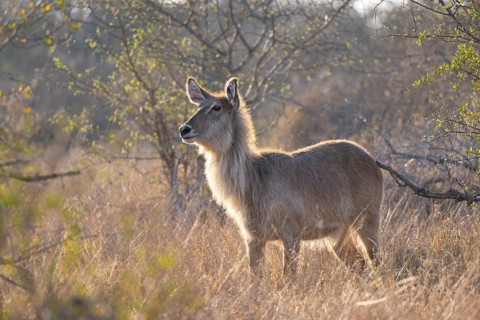 Ellipsen waterbuck (Kobus ellipsiprymnus), adult female, standing in dry grass in the evening