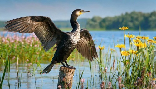 Ai generated, animal, animals, bird, birds, biotope, habitat, a, single animal, stands on pole,