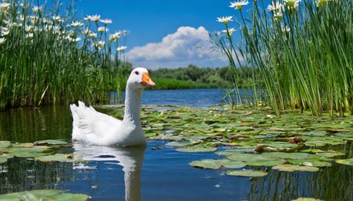 Ai generated, animal, animals, bird, birds, biotope, habitat, an, individual, swims, waters, reeds,