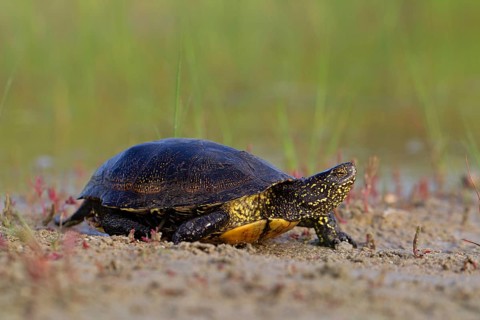 European pond turtle (Emys orbicularis), Danube Delta Biosphere Reserve, Romania, Europe