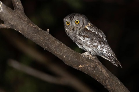 African scops owl (Otus senegalensis), Namibia, Africa