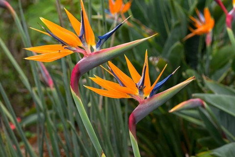 Strelitzias (Strelitzia), Botanical Garden, Erlangen, Middle Franconia, Bavaria, Germany, Europe