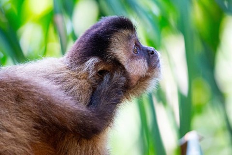 Crested capuchin (Cebus apella) Pantanal Brazil