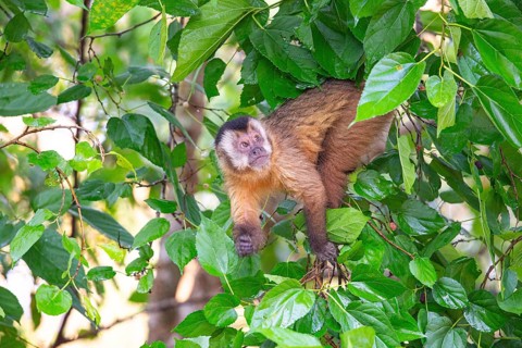 Crested capuchin (Cebus apella) Pantanal Brazil