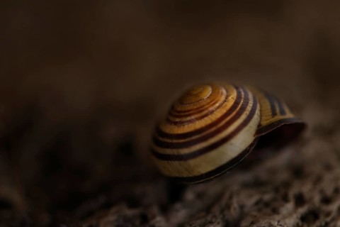 Small snail shell in shades of yellow and brown lies on a colour-matching background of tuff,
