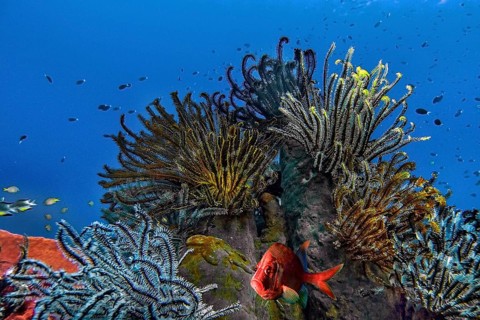 Comaster nobilis (Comanthina nobilis), Wakatobi Dive Resort, Sulawesi, Indonesia, Asia