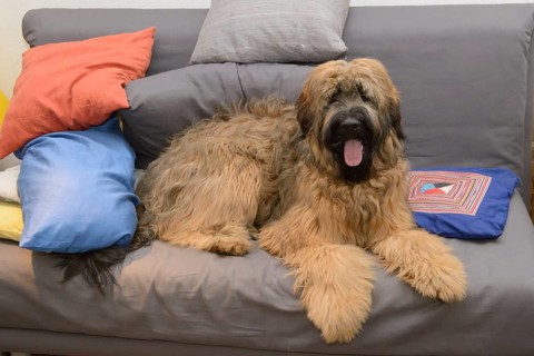 Briard, young, 8 months old, sofa, colourful cushions