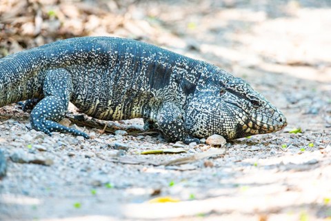 Gold tegu (Tupinambus teguixin) Pantanal Brazil