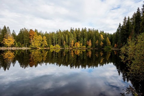 Lake and autumn forest, Mathisleweiher, near Hinterzarten, Black Forest, Baden-Wuerttemberg,