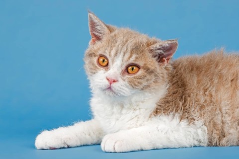 Pedigree cat Selkirk Rex, kitten, age 10 weeks, colour fawn tortie white, animal portrait, studio
