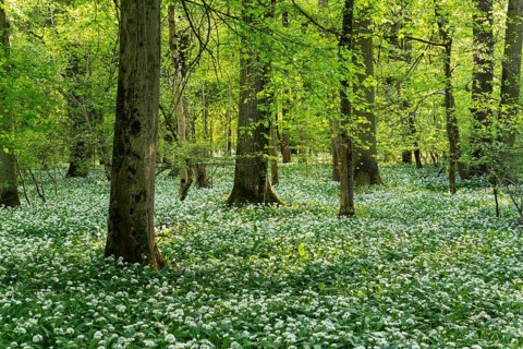 A deciduous forest with white flowering ramson (Allium ursinum) in spring in the evening sun.