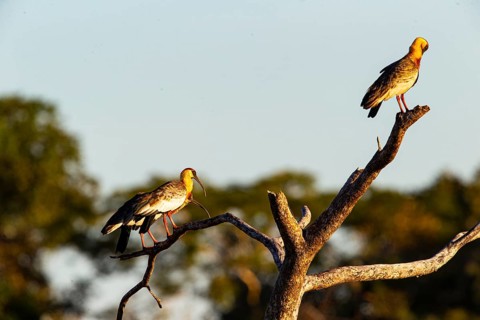 White-necked Ibis (Theristicus caudatus hyperorius) Pantanal Brazil