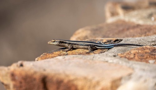 Rainbow mabuya (Trachylepis quinquetaeniata) sitting on a rock, Kruger National Park, South Africa,