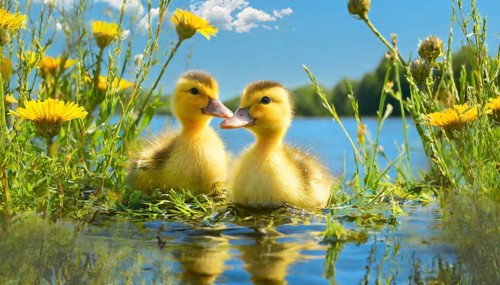 KI generated, animal, animals, bird, birds, biotope, habitat, one, single animal, foraging,