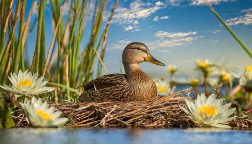 Ai generated, animal, animals, bird, birds, biotope, habitat, a, individual, swims, waters, reeds,