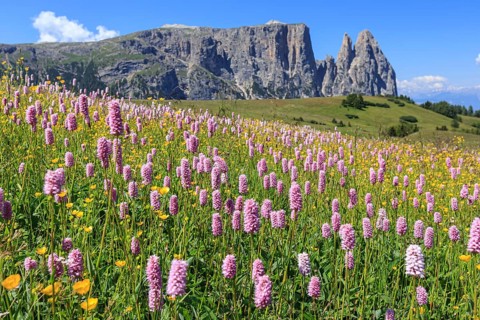 Alpine meadow with flowers in front of mountains in the sun, summer, meadow bistort (Bistorta