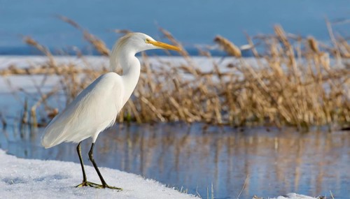 KI generated, animal, animals, bird, birds, biotope, habitat, one, individual, water, reed, snow,