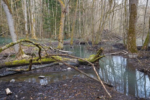 European beaver (Castor fiber), beaver lodge, Thuringia, Germany, Europe