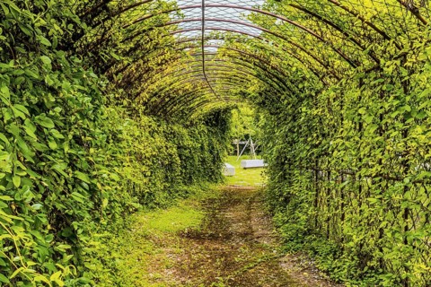 Pathway through wire tunnel like structure covered with vines and park benches at the exit in South
