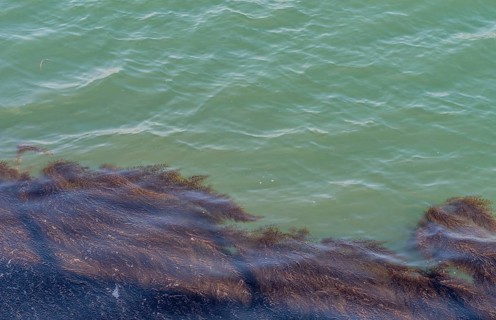 Blanket of sea grass floating on surface of green ocean water in Yeosu, South Korea, Asia