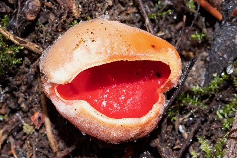 Austrian Goblet red fruiting body on soil