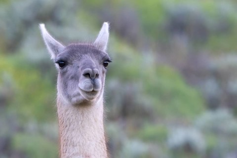 Guanaco (Llama guanicoe), Huanaco, adult, animal portrait, Torres del Paine National Park,