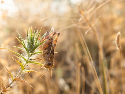 Grasshopper, Lopar, Rab Island, Croatia, Europe