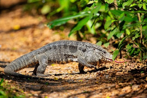 Gold tegu (Tupinambus teguixin) Pantanal Brazil