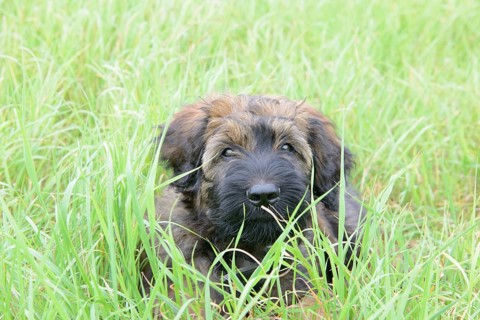 A playful puppy hides in the tall grass and looks curiously, Briard (Berger de Brie), puppy, 8