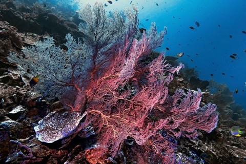 Knotted fan coral (Melithaea ochracea), Wakatobi Dive Resort, Sulawesi, Indonesia, Asia