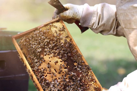 Beekeeper works on his hive