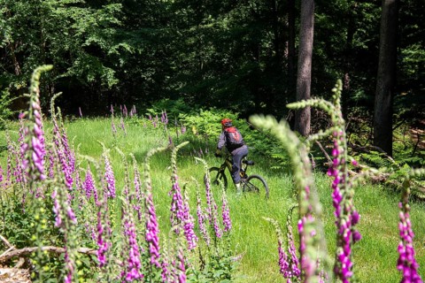 Mountain bikers on tour in the Pfaelzerwald mountain bike park near Dahn
