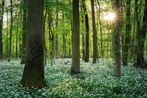 A deciduous forest with white flowering ramson (Allium ursinum) in spring in the evening sun with a