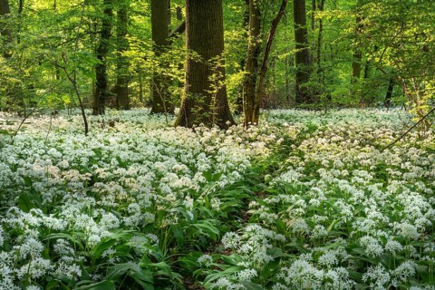 A narrow path leads through a deciduous forest with white flowering ramson (Allium ursinum) in