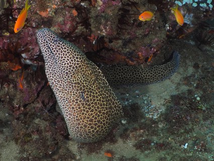 Laced moray (Gymnothorax permistus), Sodwana Bay National Park Dive Site, Maputaland Marine