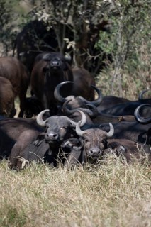 Herd of african buffalo (Syncerus caffer caffer) lying in dry grass, African savannah, Kruger
