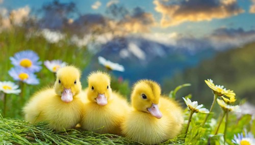 KI generated, animal, animals, bird, birds, biotope, habitat, one, single animal, foraging,