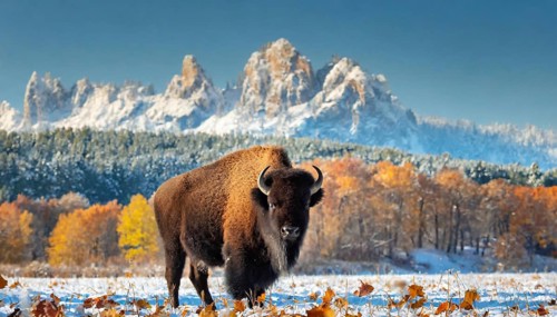 AI generated, animal, animals, mammal, mammals, biotope, habitat, one, individual, foraging,