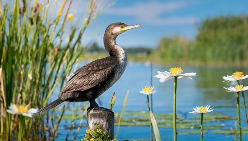 Ai generated, animal, animals, bird, birds, biotope, habitat, a, single animal, stands on pole,