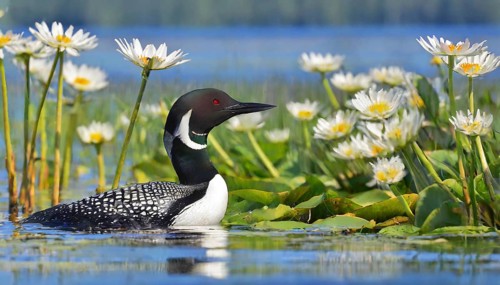 Ai generated, animal, animals, bird, birds, biotope, habitat, a, individual, swims, waters, breeds,
