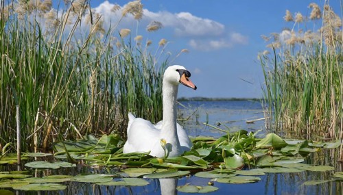 Ai generated, animal, animals, bird, birds, biotope, habitat, one, individual, swims, waters,