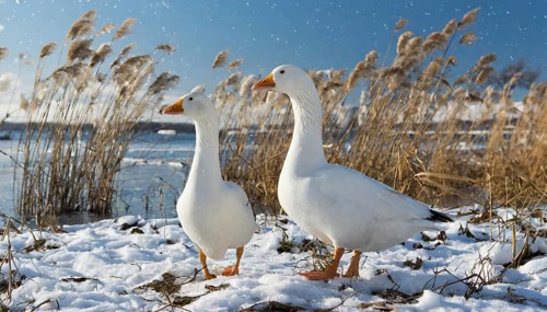 KI generated, animal, animals, bird, birds, biotope, habitat, one, individual, water, reed, blue