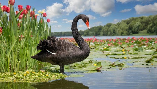 Ai generated, animal, animals, bird, birds, biotope, habitat, a, individual, swims, waters, reeds,