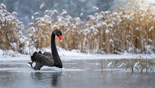 KI generated, animal, animals, bird, birds, biotope, habitat, one, individual, water, reed, blue