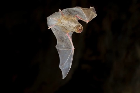 Common bent-wing bat (Miniopterus schreibersii) in flight in a cave, Northern Bulgaria, Bulgaria,