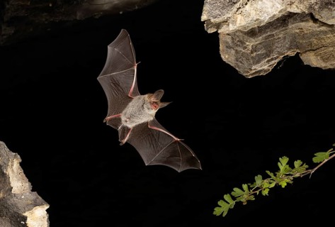 Bechstein's bat (Myotis bechsteinii) in flight, Thuringia, Germany, Europe
