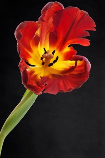 Blossom of the parrot tulip (Tulipa) on a dark background, Bavaria, Germany, Europe