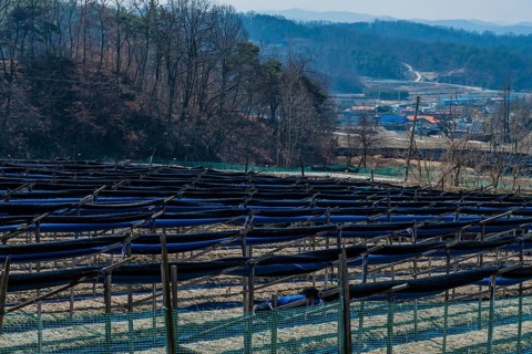 Crop of ginseng on hilltop overlooking farming community in valley under blue sky